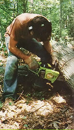 
The lumberjack completes the cut from below with a Poulan 306 so that the wood falls neatly away from the saw's blade.
